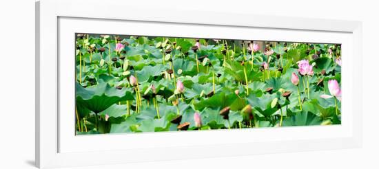 China 10MKm2 Collection - Lotus Flowers-Philippe Hugonnard-Framed Photographic Print