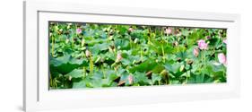 China 10MKm2 Collection - Lotus Flowers-Philippe Hugonnard-Framed Photographic Print