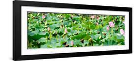 China 10MKm2 Collection - Lotus Flowers-Philippe Hugonnard-Framed Photographic Print