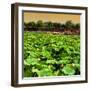 China 10MKm2 Collection - Lotus Flowers-Philippe Hugonnard-Framed Photographic Print