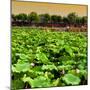 China 10MKm2 Collection - Lotus Flowers-Philippe Hugonnard-Mounted Photographic Print