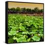 China 10MKm2 Collection - Lotus Flowers-Philippe Hugonnard-Framed Stretched Canvas