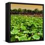 China 10MKm2 Collection - Lotus Flowers-Philippe Hugonnard-Framed Stretched Canvas