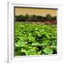 China 10MKm2 Collection - Lotus Flowers-Philippe Hugonnard-Framed Photographic Print