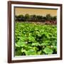 China 10MKm2 Collection - Lotus Flowers-Philippe Hugonnard-Framed Photographic Print