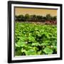 China 10MKm2 Collection - Lotus Flowers-Philippe Hugonnard-Framed Photographic Print