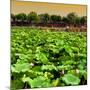 China 10MKm2 Collection - Lotus Flowers-Philippe Hugonnard-Mounted Photographic Print