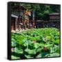 China 10MKm2 Collection - Lotus Flowers-Philippe Hugonnard-Framed Stretched Canvas