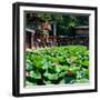 China 10MKm2 Collection - Lotus Flowers-Philippe Hugonnard-Framed Photographic Print