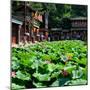 China 10MKm2 Collection - Lotus Flowers-Philippe Hugonnard-Mounted Photographic Print