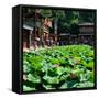 China 10MKm2 Collection - Lotus Flowers-Philippe Hugonnard-Framed Stretched Canvas