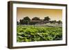 China 10MKm2 Collection - Lotus Flowers-Philippe Hugonnard-Framed Photographic Print