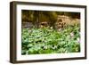 China 10MKm2 Collection - Lotus Flowers-Philippe Hugonnard-Framed Photographic Print