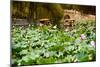 China 10MKm2 Collection - Lotus Flowers-Philippe Hugonnard-Mounted Photographic Print