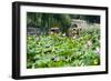 China 10MKm2 Collection - Lotus Flowers-Philippe Hugonnard-Framed Photographic Print