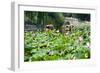 China 10MKm2 Collection - Lotus Flowers-Philippe Hugonnard-Framed Photographic Print