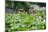 China 10MKm2 Collection - Lotus Flowers-Philippe Hugonnard-Mounted Photographic Print