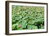 China 10MKm2 Collection - Lotus Flowers-Philippe Hugonnard-Framed Photographic Print