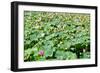 China 10MKm2 Collection - Lotus Flowers-Philippe Hugonnard-Framed Photographic Print