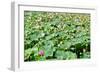 China 10MKm2 Collection - Lotus Flowers-Philippe Hugonnard-Framed Photographic Print