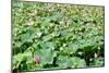 China 10MKm2 Collection - Lotus Flowers-Philippe Hugonnard-Mounted Photographic Print