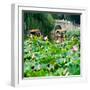 China 10MKm2 Collection - Lotus Flowers-Philippe Hugonnard-Framed Photographic Print