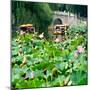 China 10MKm2 Collection - Lotus Flowers-Philippe Hugonnard-Mounted Photographic Print