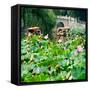 China 10MKm2 Collection - Lotus Flowers-Philippe Hugonnard-Framed Stretched Canvas