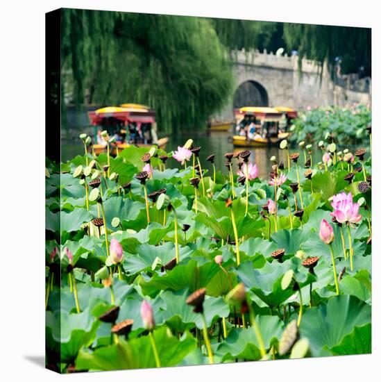 China 10MKm2 Collection - Lotus Flowers-Philippe Hugonnard-Stretched Canvas