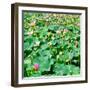 China 10MKm2 Collection - Lotus Flowers-Philippe Hugonnard-Framed Photographic Print