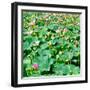 China 10MKm2 Collection - Lotus Flowers-Philippe Hugonnard-Framed Photographic Print