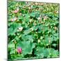 China 10MKm2 Collection - Lotus Flowers-Philippe Hugonnard-Mounted Photographic Print