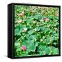 China 10MKm2 Collection - Lotus Flowers-Philippe Hugonnard-Framed Stretched Canvas