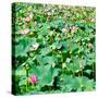 China 10MKm2 Collection - Lotus Flowers-Philippe Hugonnard-Stretched Canvas