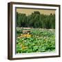 China 10MKm2 Collection - Lotus Flowers-Philippe Hugonnard-Framed Photographic Print