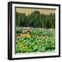 China 10MKm2 Collection - Lotus Flowers-Philippe Hugonnard-Framed Photographic Print