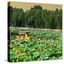 China 10MKm2 Collection - Lotus Flowers-Philippe Hugonnard-Stretched Canvas