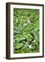 China 10MKm2 Collection - Lotus Garden-Philippe Hugonnard-Framed Photographic Print