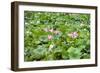 China 10MKm2 Collection - Lotus Garden-Philippe Hugonnard-Framed Photographic Print