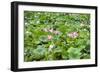 China 10MKm2 Collection - Lotus Garden-Philippe Hugonnard-Framed Photographic Print