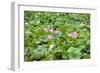 China 10MKm2 Collection - Lotus Garden-Philippe Hugonnard-Framed Photographic Print