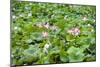 China 10MKm2 Collection - Lotus Garden-Philippe Hugonnard-Mounted Photographic Print