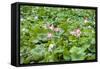 China 10MKm2 Collection - Lotus Garden-Philippe Hugonnard-Framed Stretched Canvas