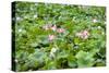 China 10MKm2 Collection - Lotus Garden-Philippe Hugonnard-Stretched Canvas