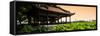 China 10MKm2 Collection - Lotus Garden-Philippe Hugonnard-Framed Stretched Canvas