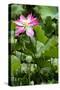 China 10MKm2 Collection - Lotus Garden-Philippe Hugonnard-Stretched Canvas