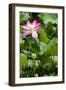 China 10MKm2 Collection - Lotus Garden-Philippe Hugonnard-Framed Photographic Print