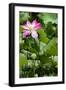 China 10MKm2 Collection - Lotus Garden-Philippe Hugonnard-Framed Photographic Print