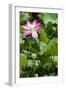 China 10MKm2 Collection - Lotus Garden-Philippe Hugonnard-Framed Photographic Print