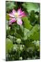 China 10MKm2 Collection - Lotus Garden-Philippe Hugonnard-Mounted Photographic Print